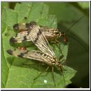 Panorpa communis - Gemeine Skorpionsfliege 04.jpg